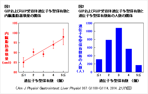 花王、自治医科大学との共同研究で日本人の内臓脂肪蓄積に影響する遺伝子多型を発見