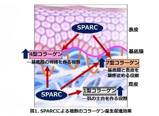 花王、SPARCが複数種のコラーゲン産生に関与することを発見