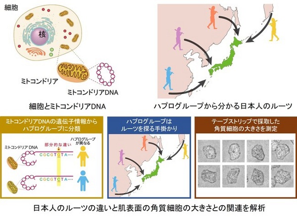 メナード、日本人のルーツの違いと肌質の関連について解析