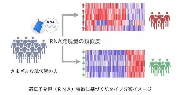 花王、皮脂RNAによる肌タイプ分類を開発