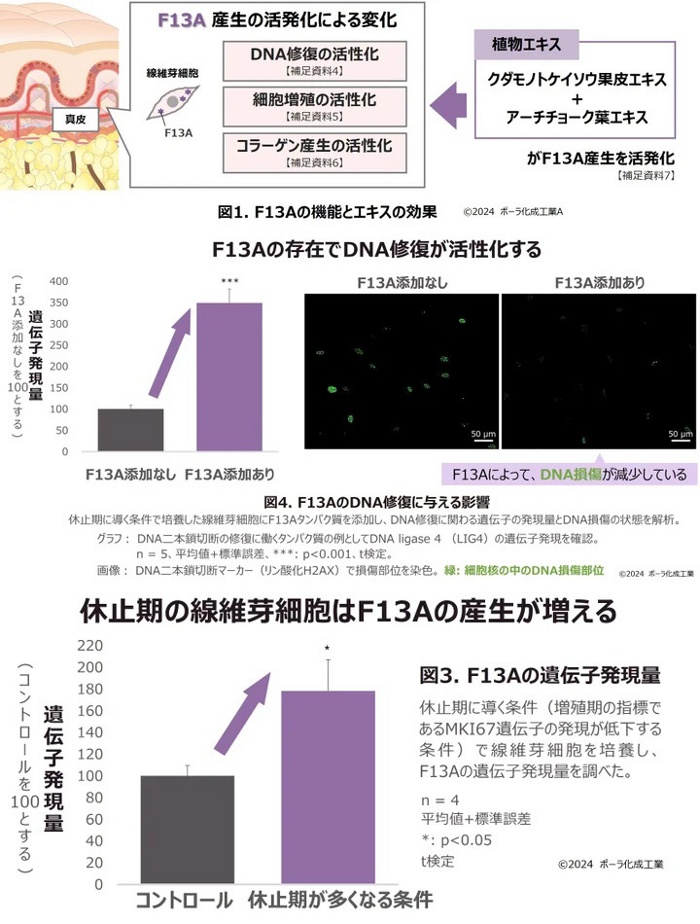 ポーラ化成、細胞増殖休止期のタンパク質が線維芽細胞を活性化