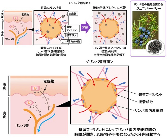 メナード、リンパ管の機能が加齢に伴い低下する原因を解明