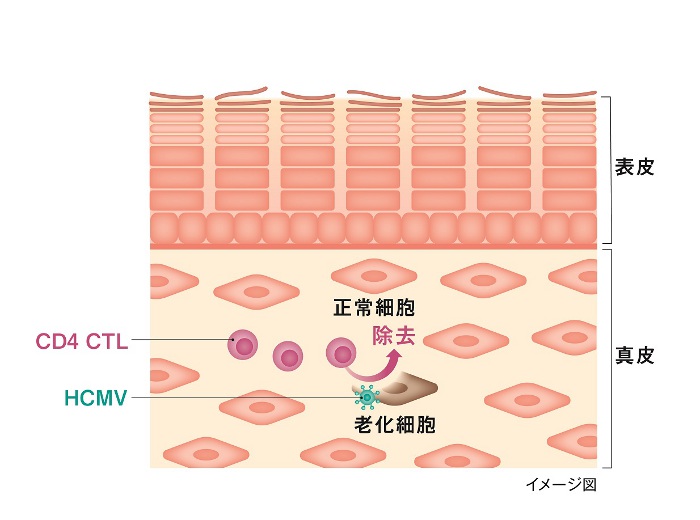 資生堂、皮ふの免疫細胞が老化細胞を除去する新メカニズムを解明