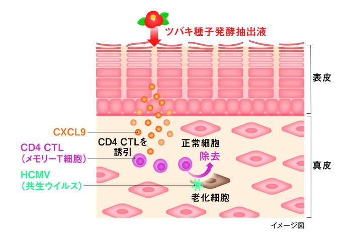 資生堂、ツバキ種子発酵抽出液に老化細胞除去効果を発見